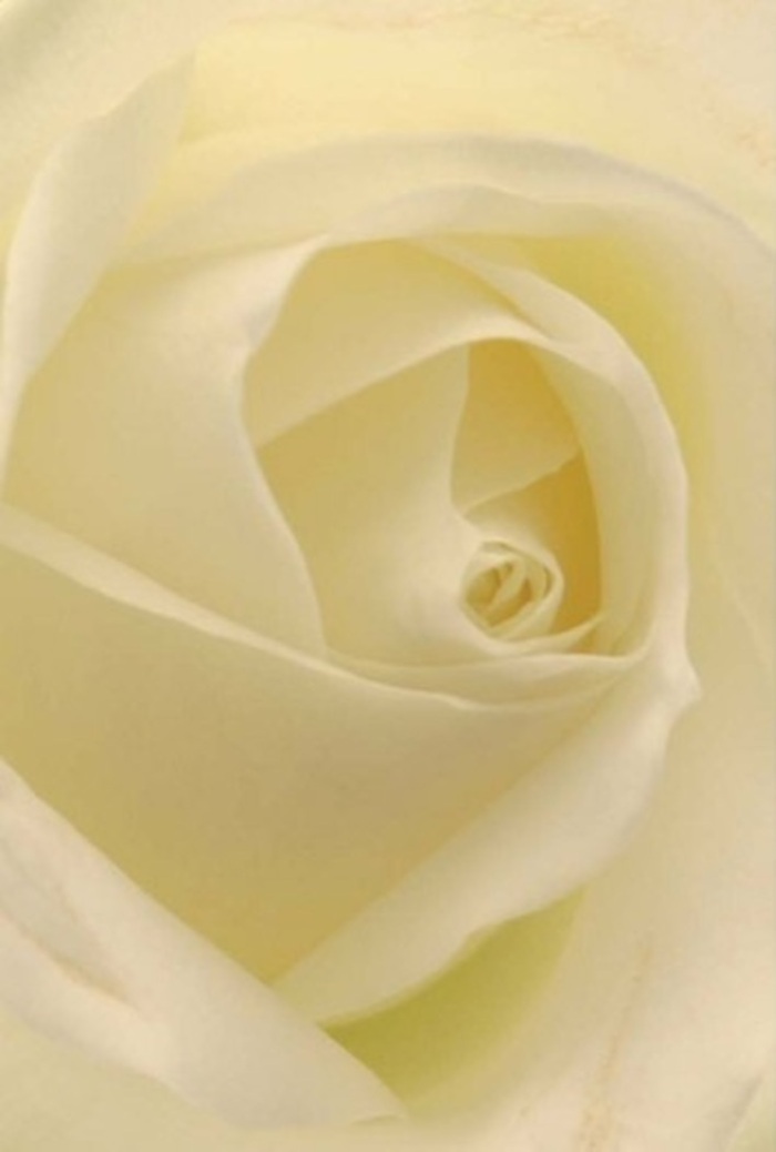 As the early light of Upper Clapton glimmers through a window, every detail of this classic white rose is revealed in delicate clarity. Layers of creamy white petals, each one gently overlapping the next, create a subtle, spiraled core-a testament to both nature's precision and the attentive hand of an experienced local florist. Subtle gradations from cool ivory toward warm cream mimic the nuanced shifts of sunlight along Clapton Common after dawn. The petals' soft textures exude tranquility, their arrangement evoking the serene mood that accompanies intimate gatherings or heartfelt apologies. This rose, often chosen as an elegant wedding centrepiece or a sincere gesture of affection for a loved one in Upper Clapton, radiates quiet resilience. The shadows nestled deep within the bloom lend depth and sophistication, asserting the flower's poised beauty without extravagance. One can almost sense the fresh, clean scent mingling with the crisp air from the nearby River Lea, reminding us of moments spent in peaceful reflection. The composition stands as a local symbol of enduring emotions-purity, remembrance, and gentle new beginnings-precisely crafted for those wishing to convey a thoughtful message.